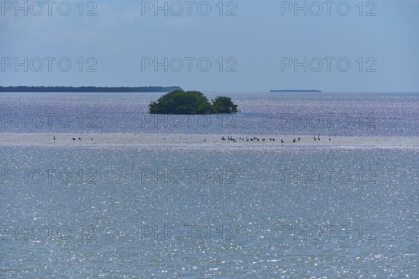 A sandbar with birds in front of an island on a calm sea, Flamingo, Everglades National Park, Florida, USA