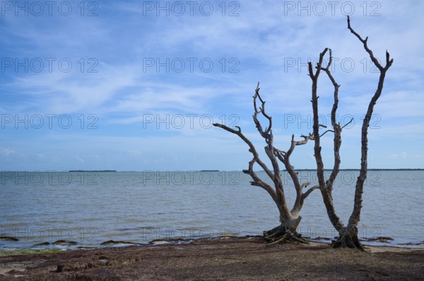 Dead trees stand on a dry beach in front of a calm sea and blue sky, Flamingo, Everglades National Park, Florida, USA