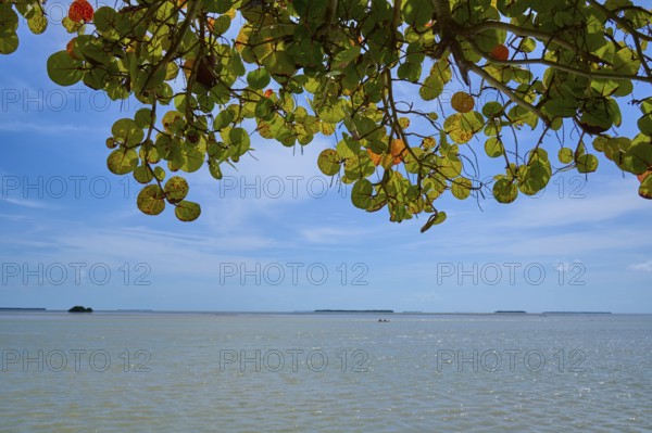 Branches with green leaves rise above a calm sea under a blue sky, Flamingo, Everglades National Park, Florida, USA