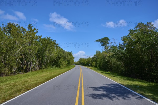 A long, tarmac road runs through a green forest landscape, Flamingo, Everglades National Park, Florida, USA