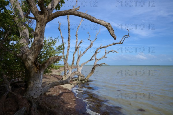 Strongly branched trees lean towards the seashore under a blue sky, Flamingo, Everglades National Park, Florida, USA