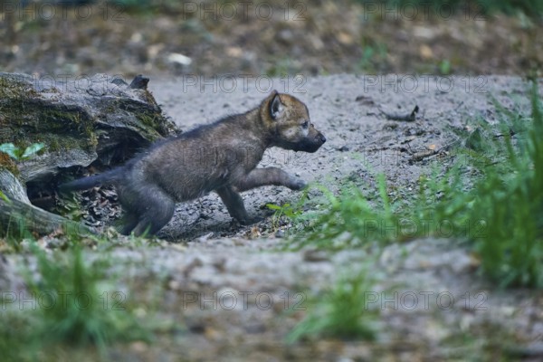 A young wolf pup jumps lively over the ground, next to a tree trunk, Wolf (Canis Lupus), Summer, Germany