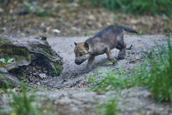 A young wolf pup moves curiously across the forest floor to explore, Wolf (Canis Lupus), Summer, Germany