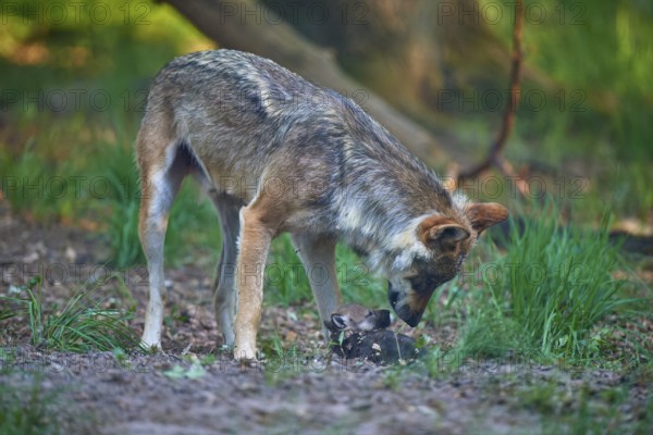 A wolf approaches a young in the forest, showing a protective attitude, Wolf (Canis Lupus), summer, Germany