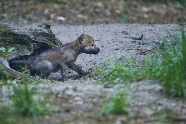 A young wolf pup attentively explores the surroundings, near a tree trunk, Wolf (Canis Lupus), Summer, Germany