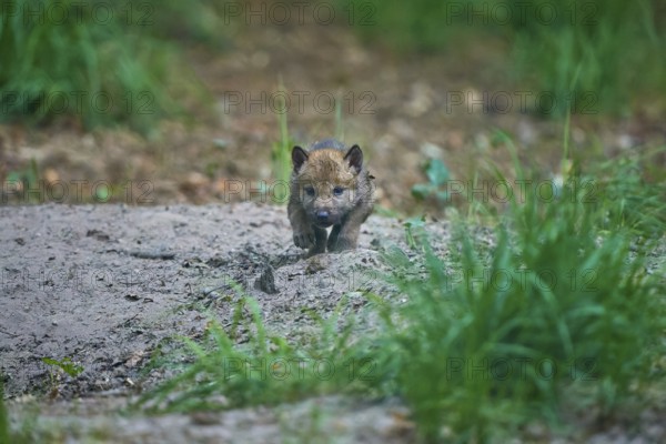 Young wolf pup pawing curiously over the forest floor full of grass and earth, Wolf (Canis Lupus), summer, Germany