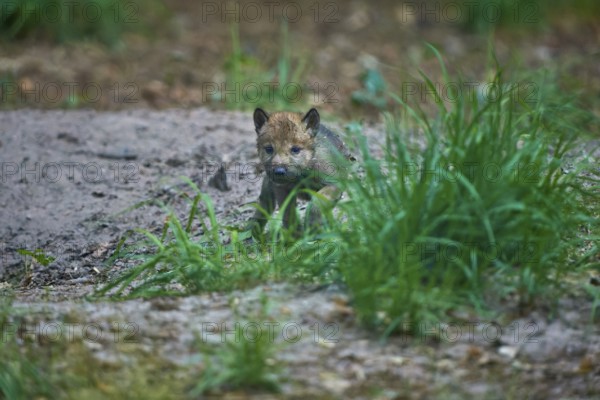 A wolf pup partially hiding behind the grass in the green forest, wolf (Canis Lupus), summer, Germany