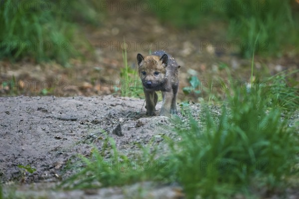 A wolf cub runs curiously through the forest floor surrounded by plants, Wolf (Canis Lupus), summer, Germany