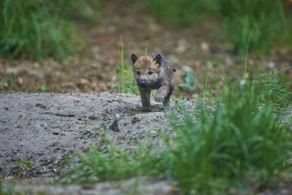 Young wolf pup exploring the forest area in a natural environment, Wolf (Canis Lupus), Summer, Germany