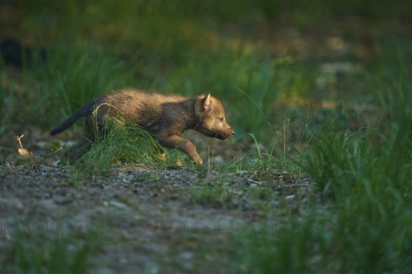 A wolf pup runs through the forest, exploring and curious, Wolf (Canis Lupus), Summer, Germany