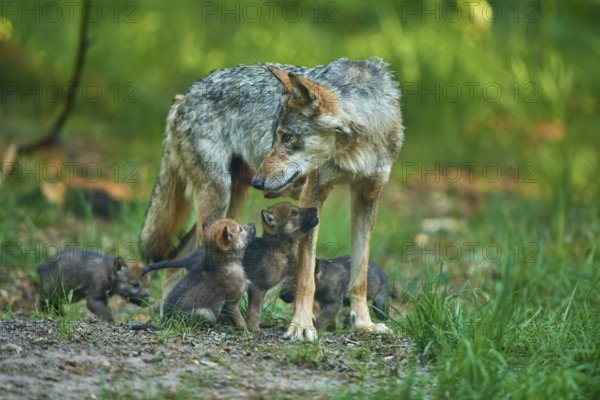 A loving mother wolf looks at her pups in the forest, Wolf (Canis Lupus), summer, Germany