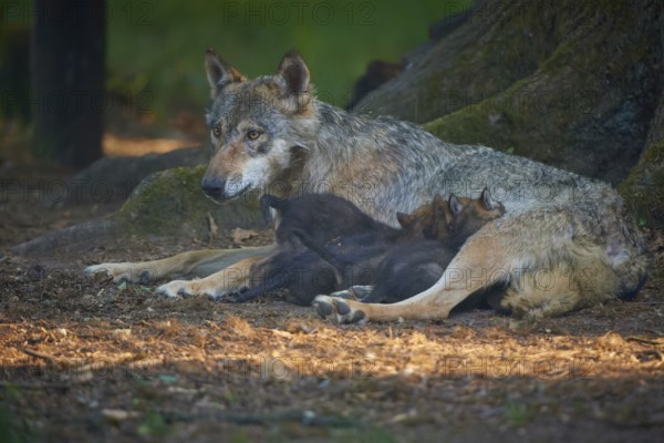 A mother wolf lies protectively with her pups on the forest floor, wolf (Canis Lupus), summer, Germany
