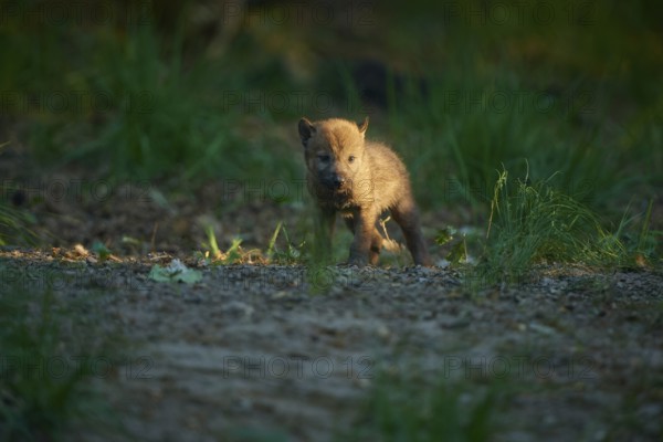 A small wolf pup stands in the quiet forest, illuminated by the sun's rays, Wolf (Canis Lupus), Summer, Germany