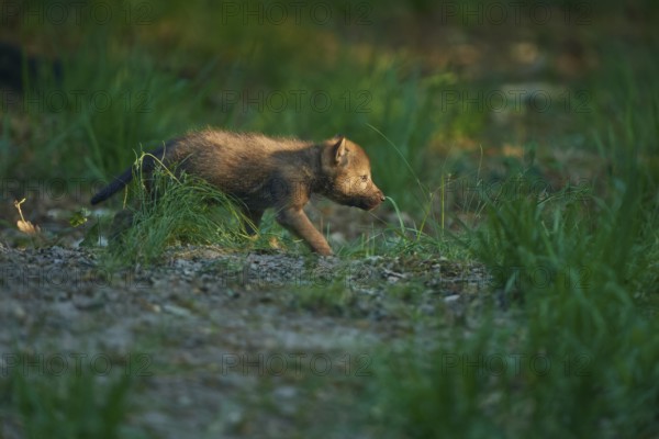 A wolf pup runs through the forest, surrounded by green grass, Wolf (Canis Lupus), Summer, Germany