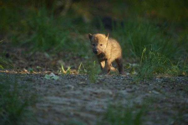 A lone wolf pup stands in the forest and is illuminated by the sunlight, Wolf (Canis Lupus), Summer, Germany