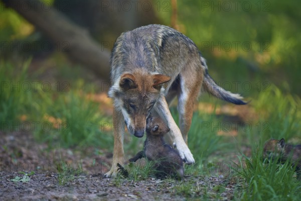 A wolf protects playful puppies in the forest, Wolf (Canis Lupus), Summer, Germany