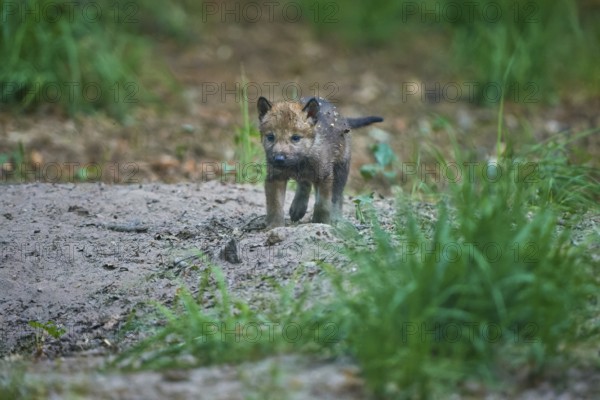 A wolf pup runs through the forest soil and explores its surroundings, Wolf (Canis Lupus), summer, Germany