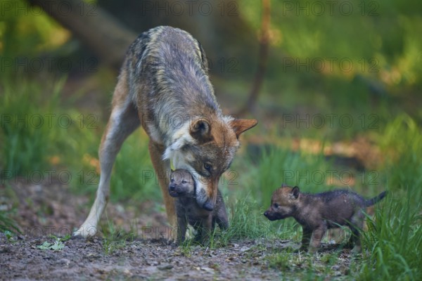 A wolf carries one of its pups while another stands next to it, Wolf (Canis Lupus), summer, Germany
