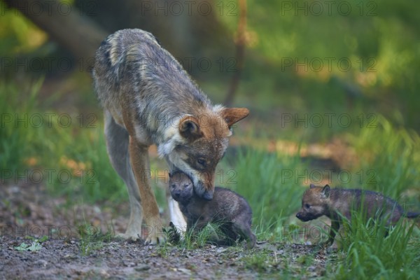 A wolf looks after its two pups in the forest, Wolf (Canis Lupus), summer, Germany