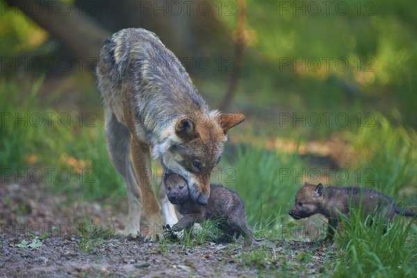 A wolf lovingly cares for its pups in the forest, Wolf (Canis Lupus), summer, Germany