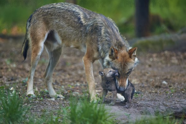 A wolf shows tenderness to one of its pups in the forest, Wolf (Canis Lupus), summer, Germany