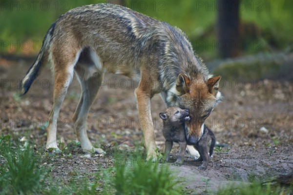 Adult wolf protects and cares for its wolf pup, wolf (Canis Lupus), summer, Germany