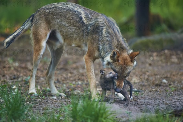 Parent animal looking after its wolf pup in a wooded area, Wolf (Canis Lupus), summer, Germany