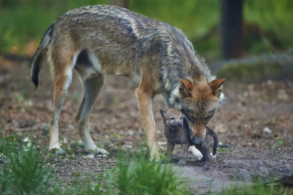 Adult wolf showing affection to a small wolf pup, Wolf (Canis Lupus), summer, Germany