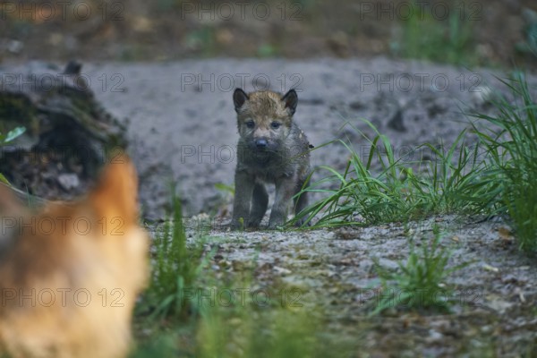 A young wolf cub is lovingly watched by an adult wolf, Wolf (Canis Lupus), summer, Germany