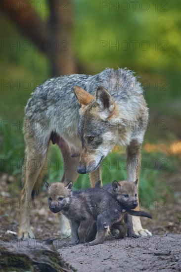 A wolf attentively observes two cubs, shows protective affection, wolf (Canis Lupus), summer, Germany