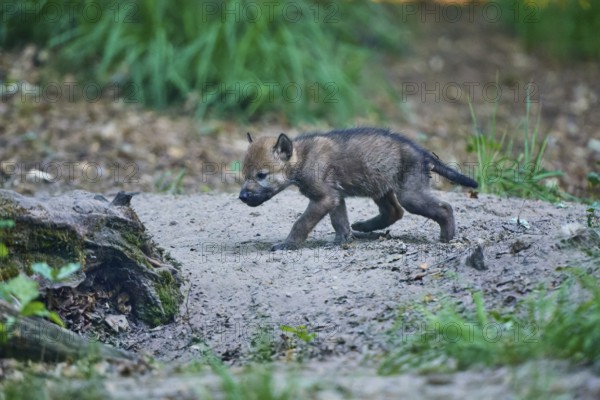 A brave young wolf pup explores the forest floor, attentive and curious, Wolf (Canis Lupus), Summer, Germany