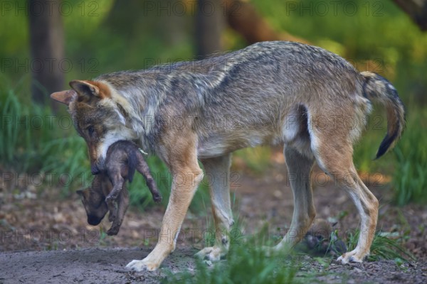 Wolf carries its pup safely in its mouth through the forest, Wolf (Canis Lupus), summer, Germany