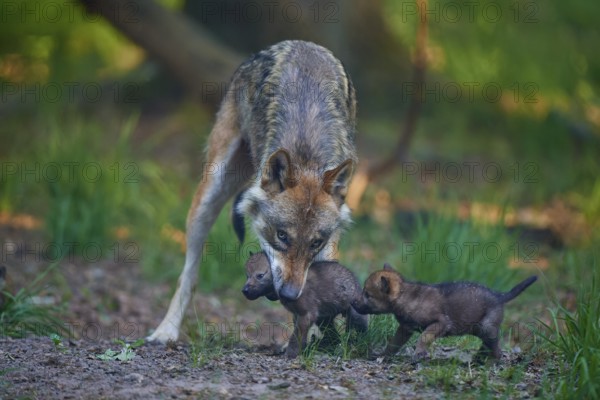 Wolf protecting its two pups in the natural forest environment, Wolf (Canis Lupus), summer, Germany