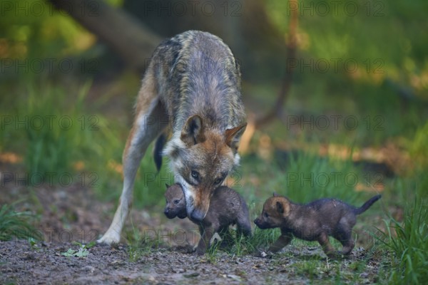 A wolf looks after two of its pups in the forest, Wolf (Canis Lupus), summer, Germany