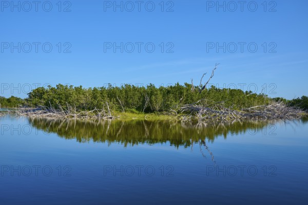 Island in the lake with green vegetation and bright blue sky, Eco Pond, Flamingo, Everglades National Park, Florida, USA