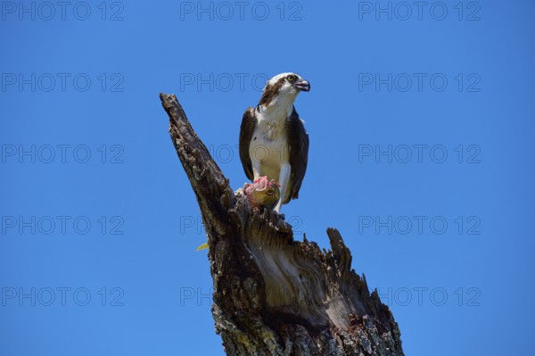 Osprey (Pandion haliaetus), with prey on a tree trunk under a clear sky, Flamingo, Everglades National Park, Florida, USA