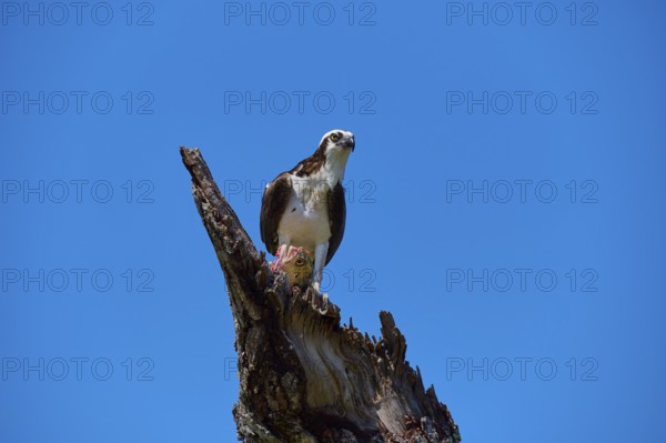 Osprey (Pandion haliaetus), perched with prey on a dead tree against a bright blue background, Flamingo, Everglades National Park, Florida, USA