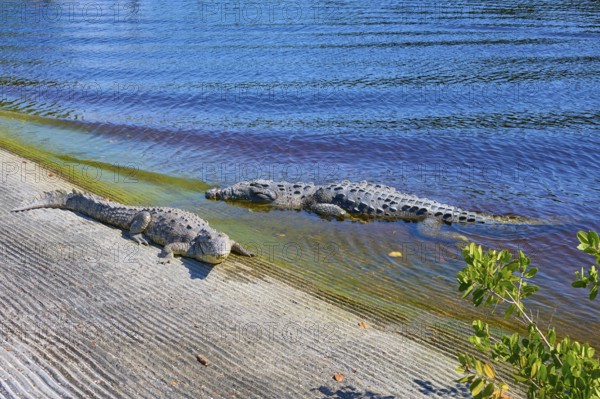 American crocodile (Crocodylus acutus), two animals on the shore of a blue water body in the sunshine, Flamingo, Marina, Everglades National Park, Florida, USA