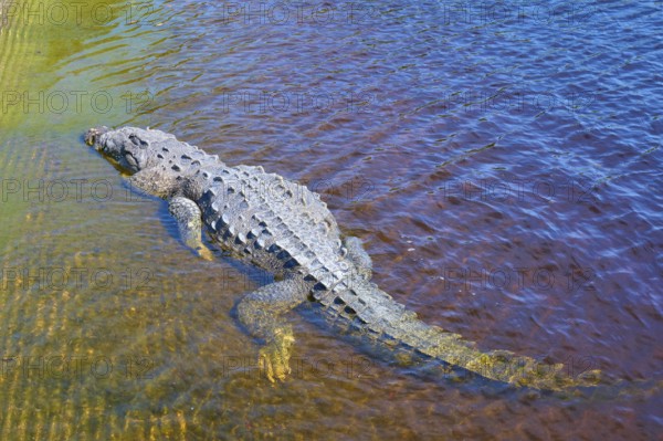 American crocodile (Crocodylus acutus), lying in clear blue water, surrounded by natural environment, Flamingo, Marina, Everglades National Park, Florida, USA