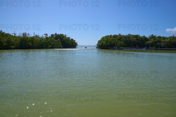 Calm bay surrounded by green trees under a clear blue sky, Flamingo, Everglades National Park, Florida, USA
