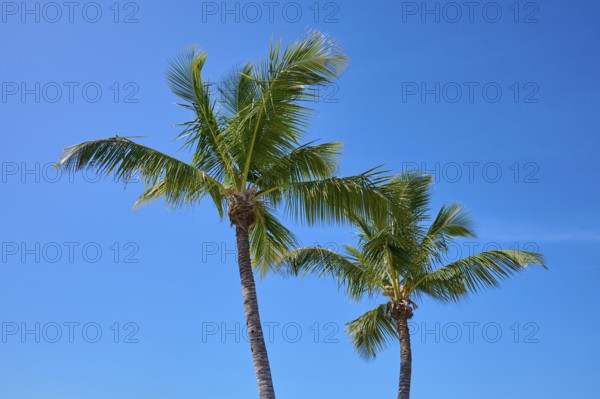 Two palm trees towering against a bright blue sky, Flamingo, Everglades National Park, Florida, USA