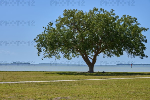 Large tree on the seashore with islands in the background, Flamingo, Everglades National Park, Florida, USA