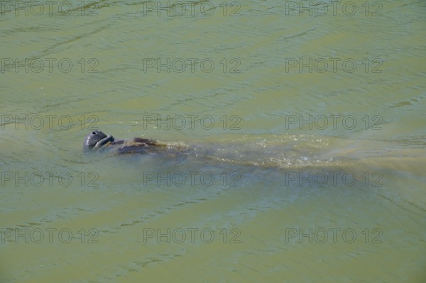 Manatee (Trichechidae), swimming in green water, moving slowly, flamingo, marina, Everglades National Park, Florida, USA