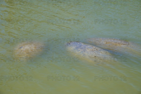 Manatees (Trichechidae), three animals visible in the green water, Flamingo, Marina, Everglades National Park, Florida, USA