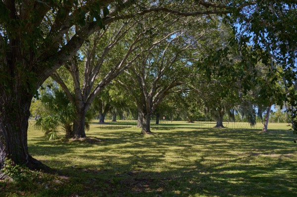 A quiet park with large trees and shade under a clear sky, Flamingo, Marina, Everglades National Park, Florida, USA