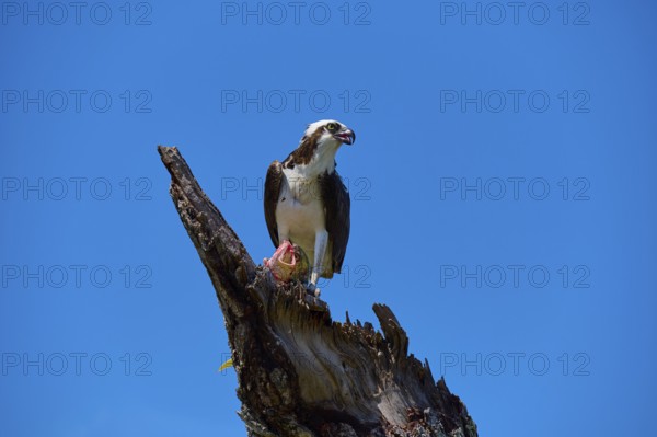 Osprey (Pandion haliaetus), with prey on a dead tree in the blue sky, Flamingo, Everglades National Park, Florida, USA