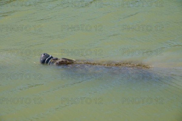 Manatee (Trichechidae), an animal swimming on the water surface, Flamingo, Marina, Everglades National Park, Florida, USA