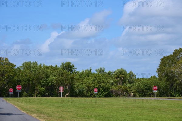 Several stop signs along a road with lush greenery and clear skies, Flamingo, Everglades National Park, Florida, USA