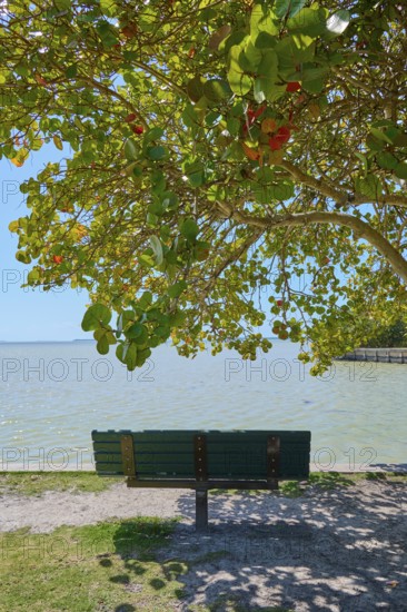 A bench under a tree with colourful foliage on the seashore, Flamingo, Everglades National Park, Florida, USA