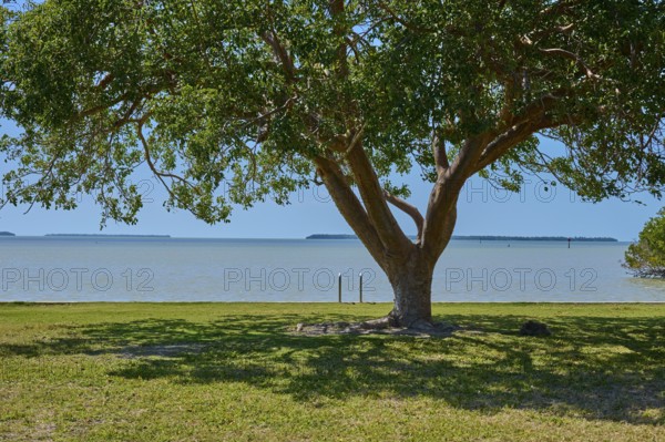 A large tree provides shade on the shore with a view of the calm sea, Flamingo, Everglades National Park, Florida, USA